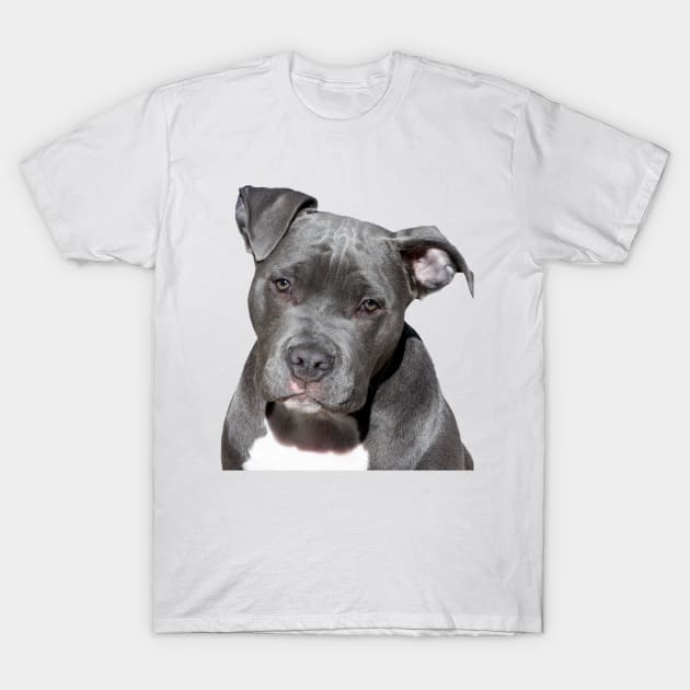 I love Pitbull! T-Shirt by ggustavoo